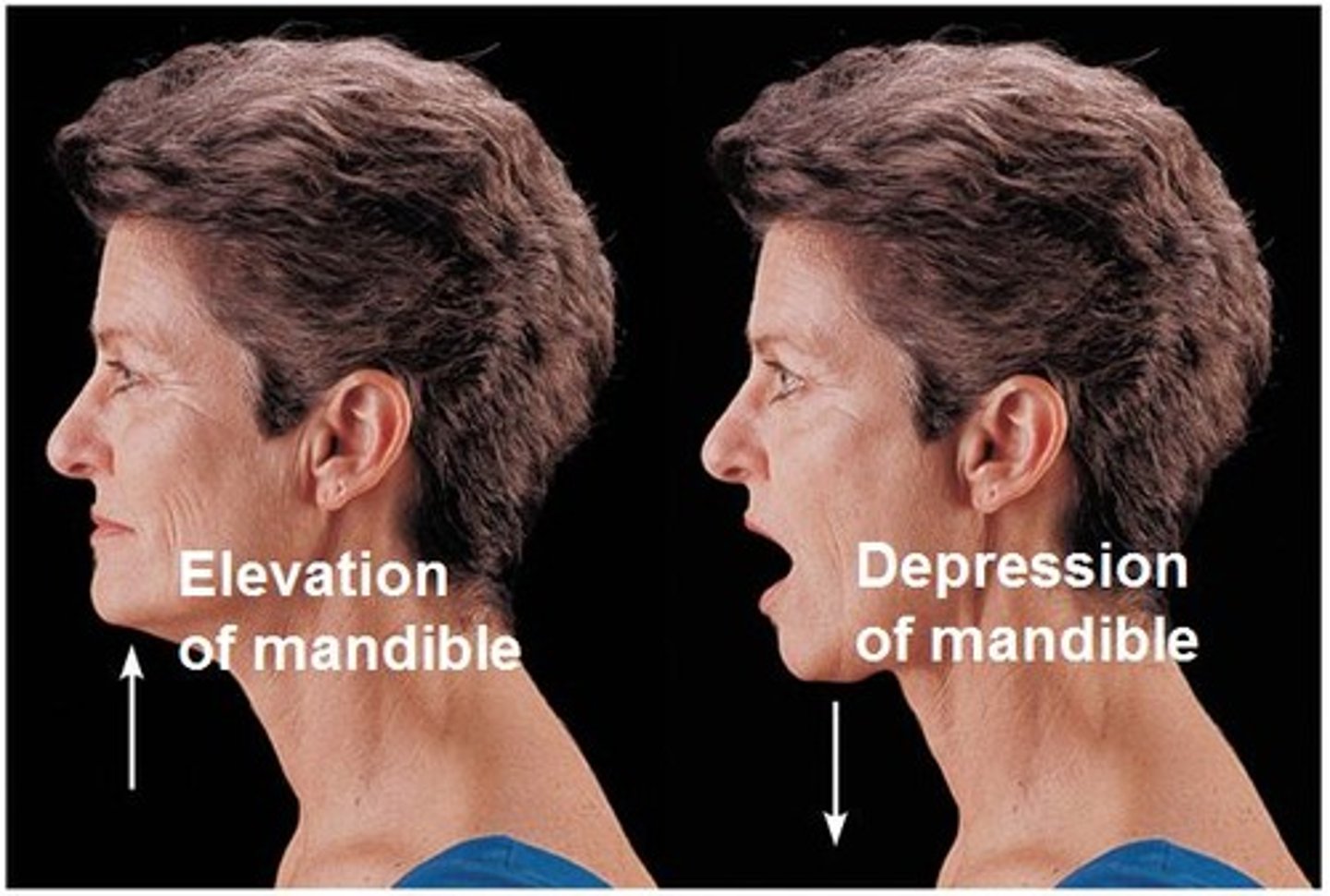 <p>downward movement of a body part</p>