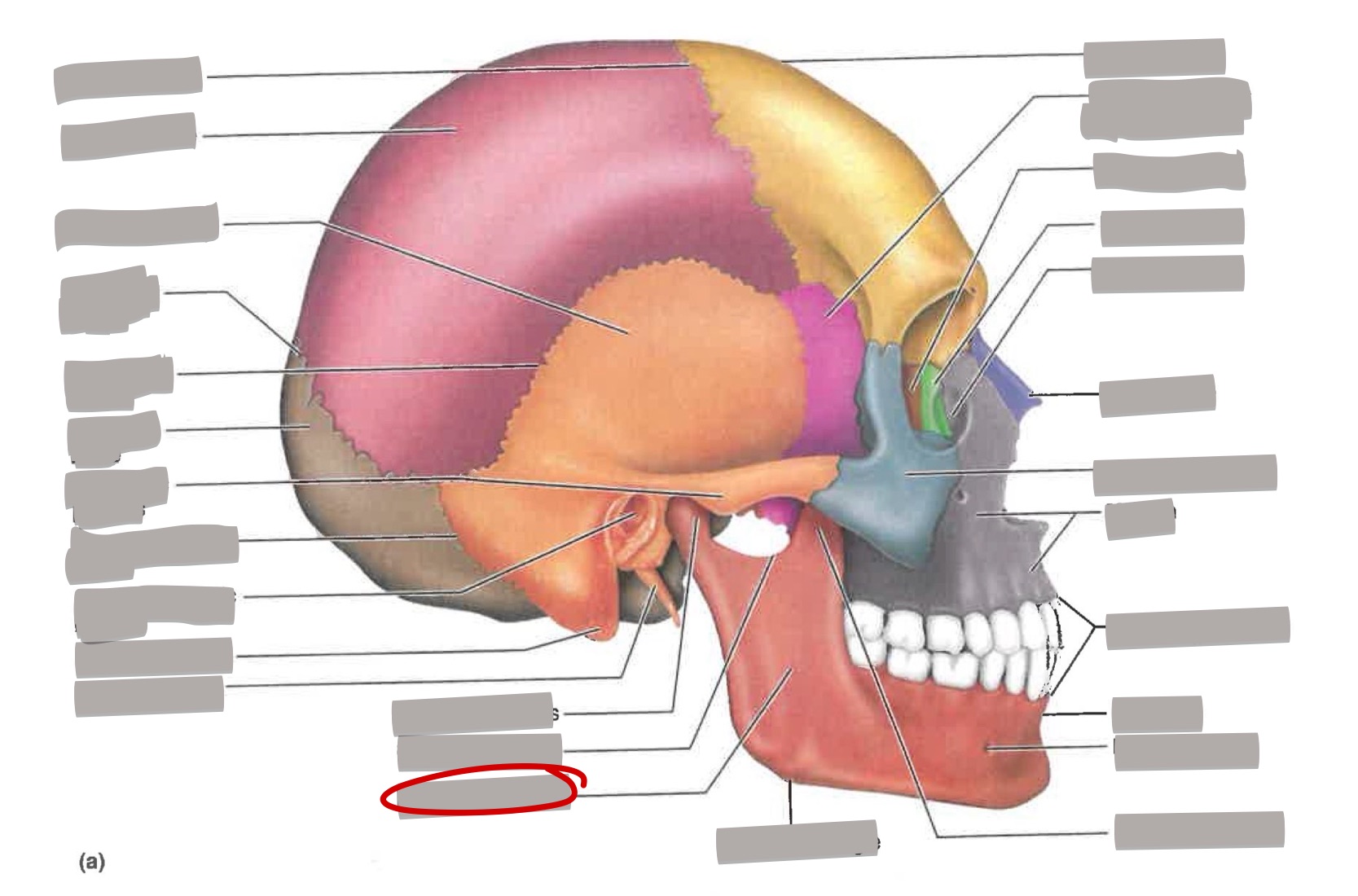 term image