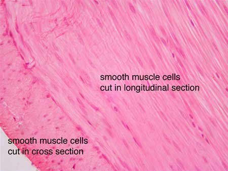 know what it looks like under a microscope