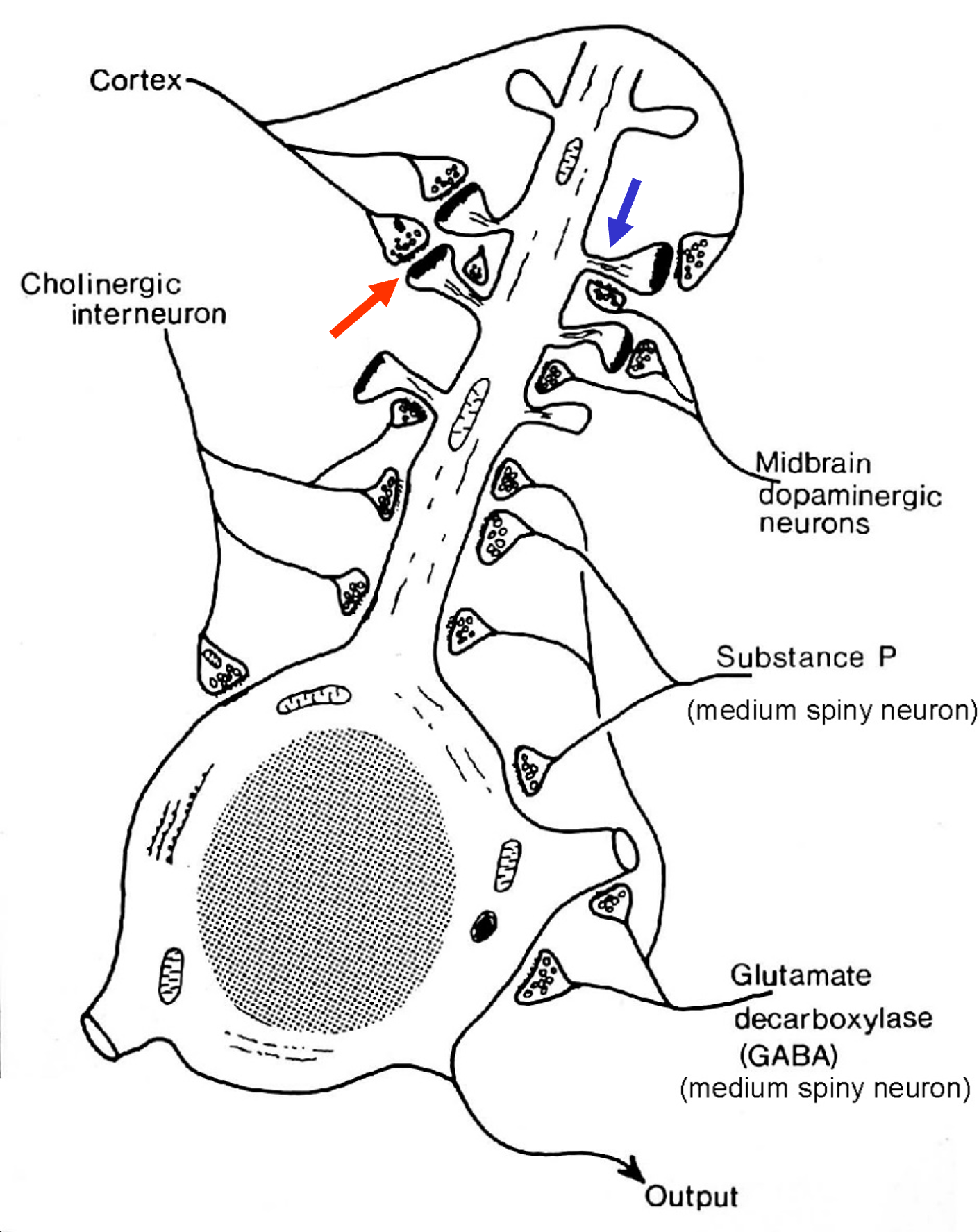 <p>dopamine modulates the impact of corticostriatal inputs</p>