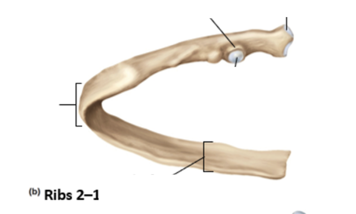 <p>Identify the bone features of the rib</p>