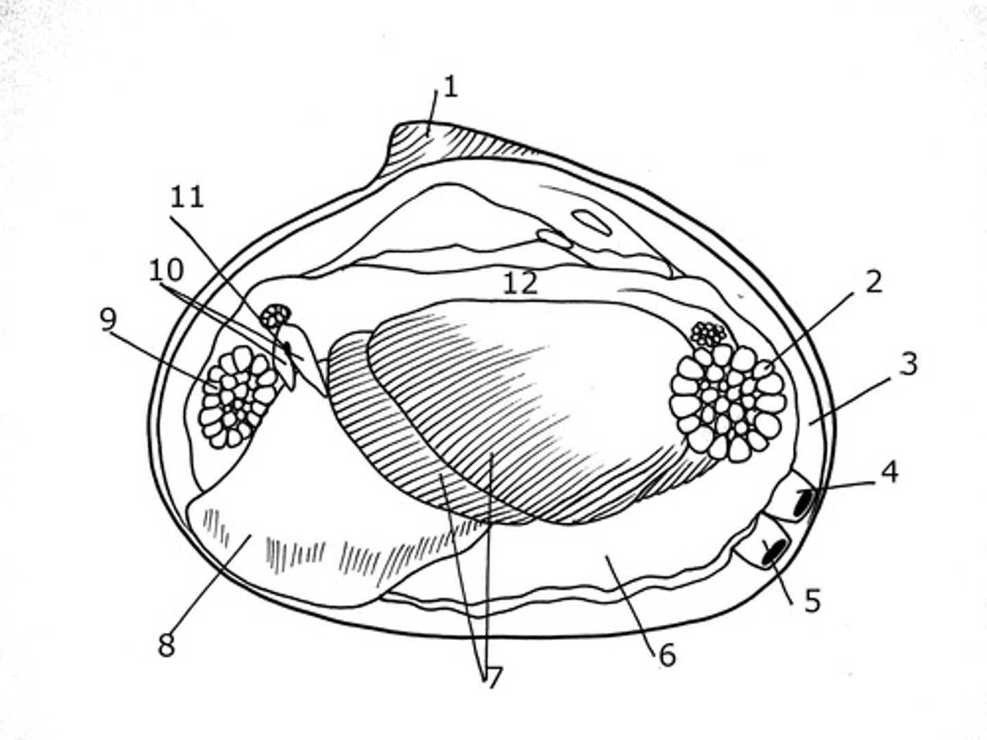 <p>Holds together and opens/closes the shells of bivalves (9 &amp; 2 in diagram)</p>