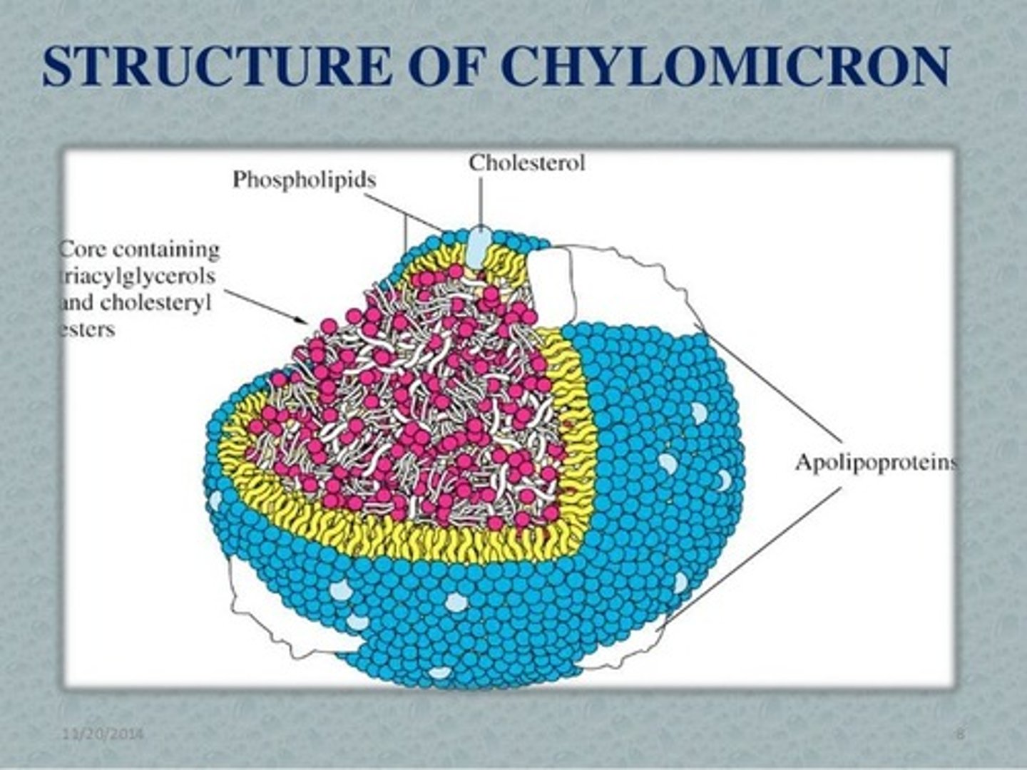 <p>Chylomicrons consist of lipoproteins and fatty acids which form a bubble around triacylglycerides and other fats.</p>