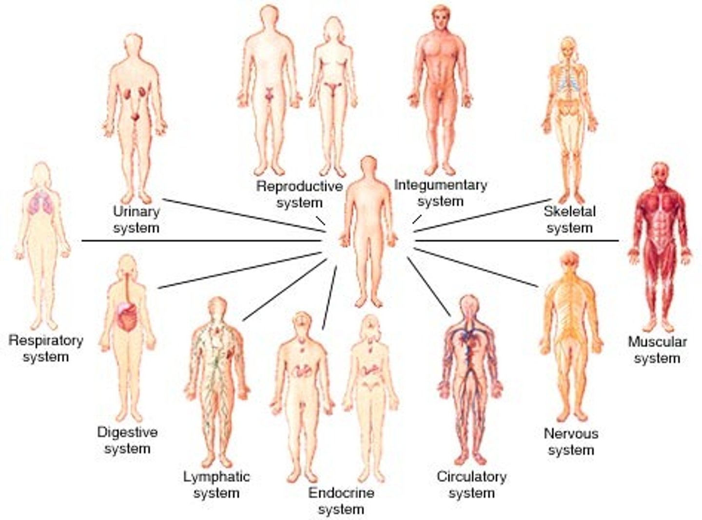 <p>integumentary, skeletal, muscular, nervous, endocrine, cardiovascular, lymphatic, respiratory, digestive, urinary, reproductive</p>