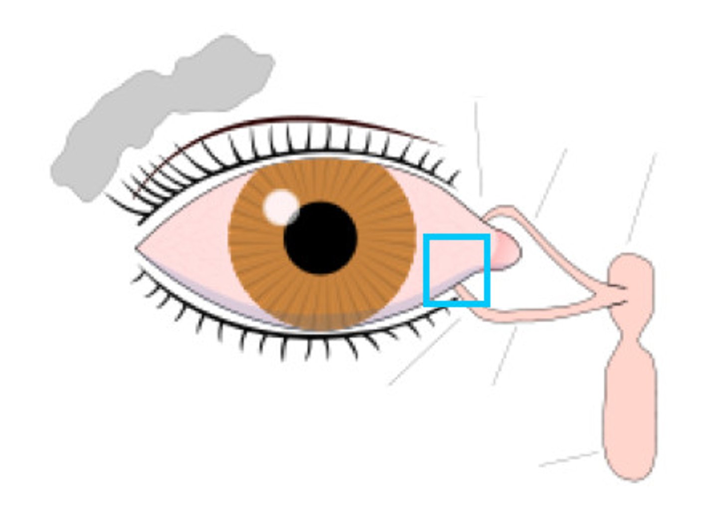 <p>A triangular space at the medial angle of the eye where tears collect</p>