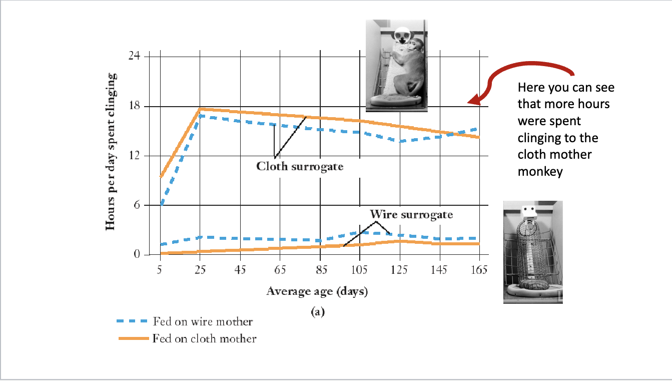 <p>Monkeys who were deprived of early social interaction showed relationship difficulties later in development, and they would self-mutilate. They reacted badly to their offspring, using poor attachments as they would be neglectful and aggressive. Thus, this supports the importance of parent-child bonding in early development. </p>