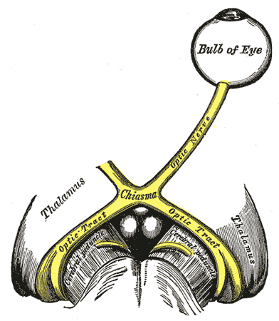 <p>cerebral peduncles</p>