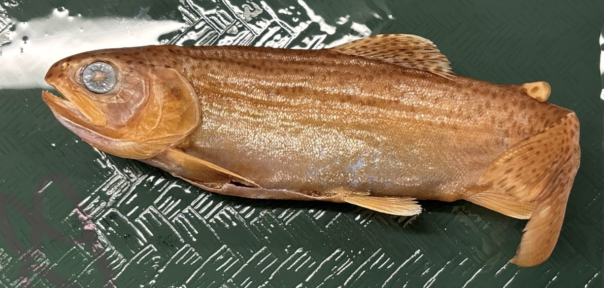 <p>Rainbow Trout (Steelhead) <strong>Family</strong></p>