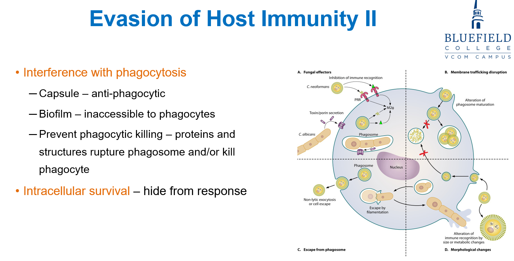<p>C. Intracellular survival and molecular mimicry<br></p><p>Fungi like <strong>Histoplasma</strong> can <strong>survive intracellularly</strong> and use <strong>molecular mimicry</strong> to resemble <strong>host proteins</strong>, avoiding detection.</p>
