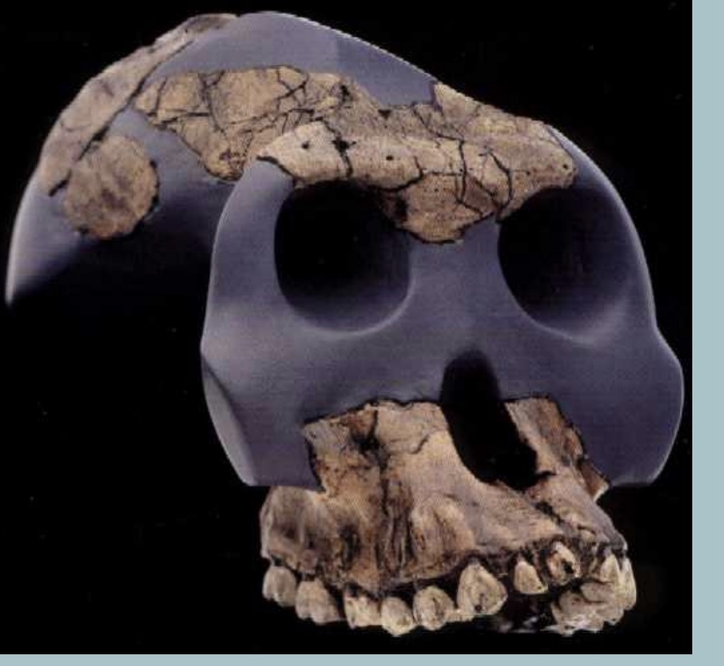 <p><span>Australopithecus garhi</span></p>