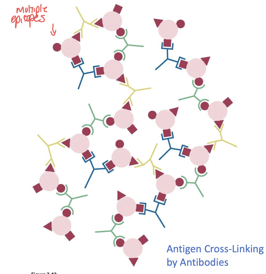 <p><strong>- speeds up removal of antigen<br>- triggers B-cell proliferation</strong></p>