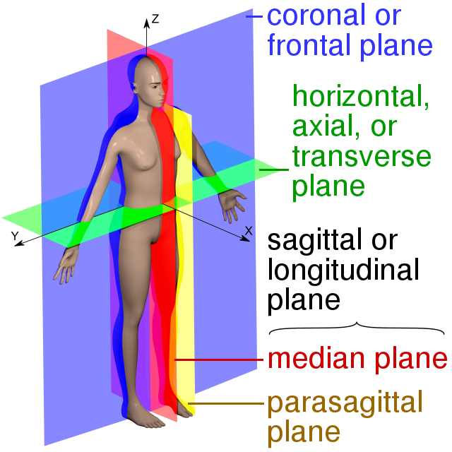 <p>1) Sagittal (cuts the body left to right) </p><p>2) Frontal (cuts the body from the back) </p><p>3) Traverse (cuts the body from top to bottom) </p><p>→ planes cut the body in centre of gravity </p>