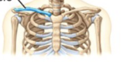 <p>Clavicle</p>
