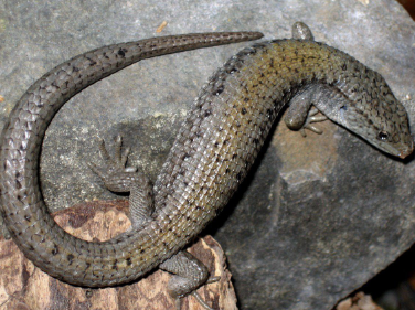 <ul><li><p>sedentary</p></li><li><p>live bearers</p></li><li><p>ambush foragers</p></li><li><p>occur in forest belt of Sierra Nevada</p></li><li><p>replaced in SE and in some foothills by Southern Alligator Lizard</p></li></ul><p></p>