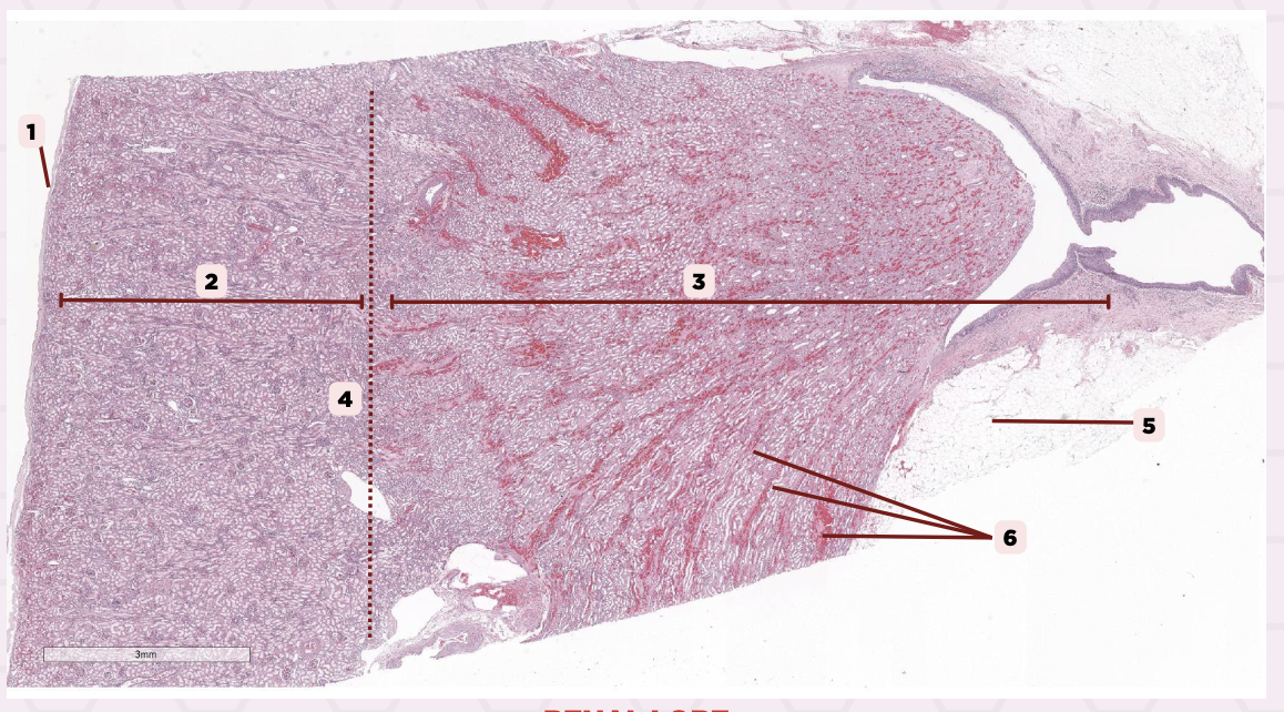<p>Identify the structure labeled as 5.</p>