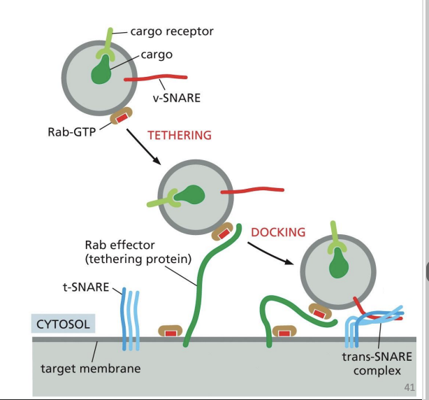 <p>• v-SNAREs on vesicle membrane</p><p>• t-SNAREs on target membrane</p><p>• Interaction pulls respective membranes very close together</p>