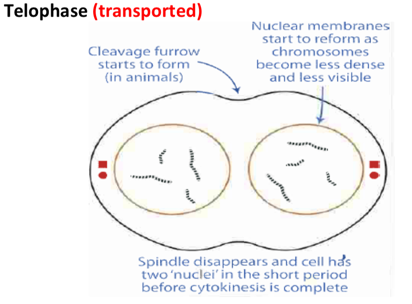 <ul><li><p>Chromatids reach opposite poles and are now referred to as chromosomes again.</p></li><li><p>Chromosomes decondense</p></li><li><p>Nucleolus reappears</p></li><li><p>Nuclear membrane reforms</p></li><li><p>Spindles fibres break down</p></li><li><p>Cleavage furrow starts to form</p></li></ul><p></p>