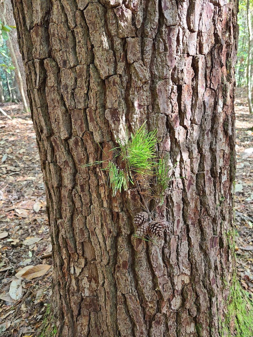 <p>short needles, small cone, spruce like bark</p>