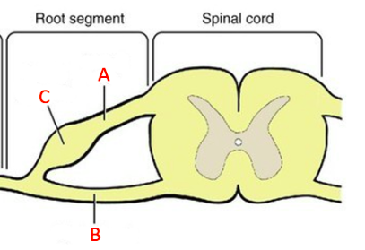 <p>A - Dorsal root</p><p>B - Ventral root</p><p>C - Dorsal root ganglion</p>