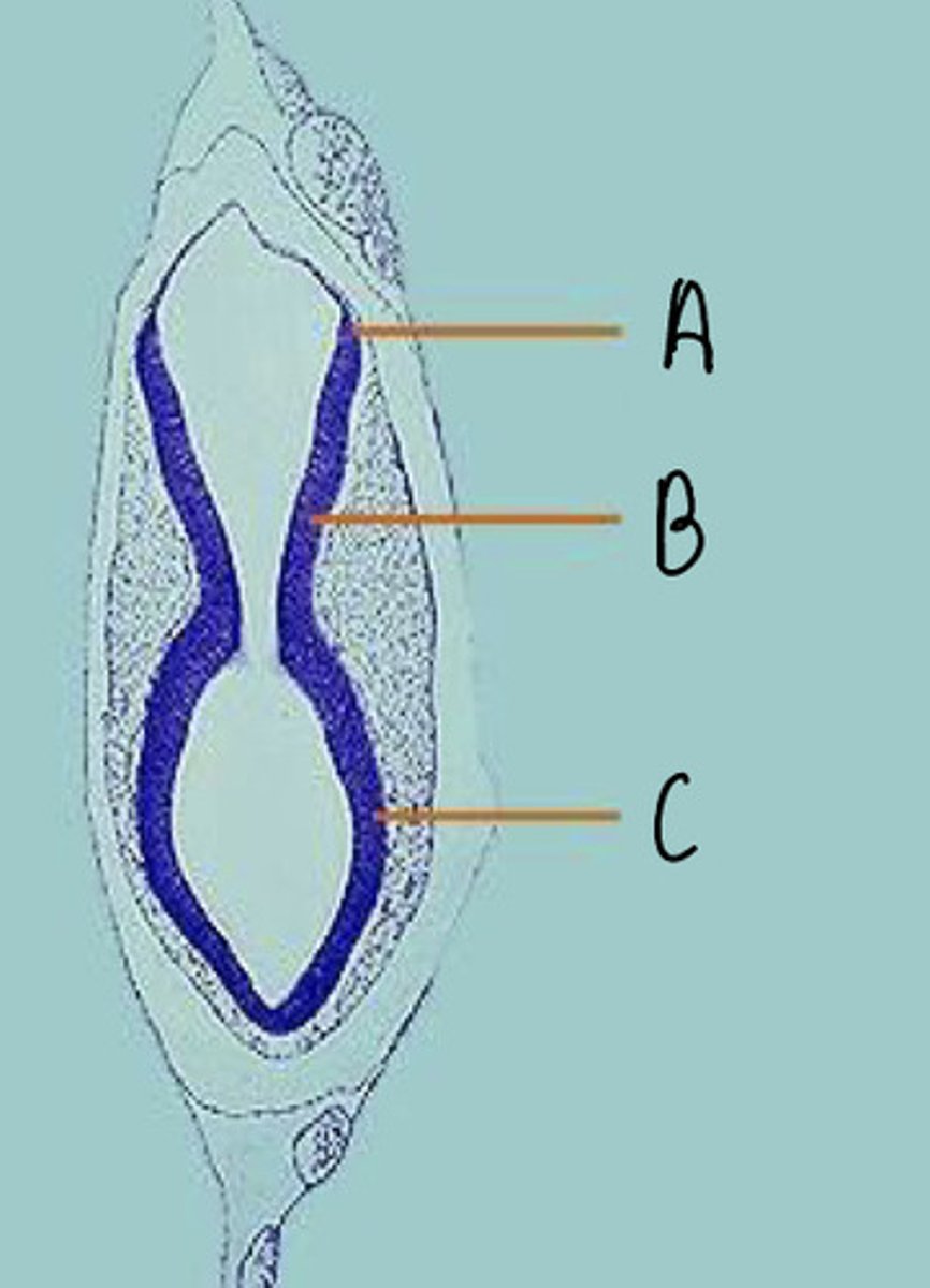 <p>C</p>