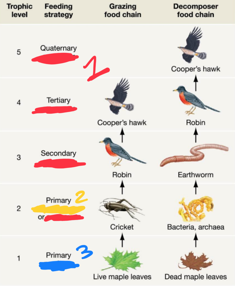 <ol><li><p>?</p></li><li><p>?</p></li><li><p>?</p></li></ol><p></p><p>Decomposers, consumer, producer </p><p></p>