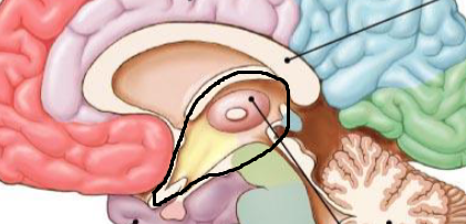 <p>epithalamus, thalamus, and hypothalamus </p><p>(the “eyes, the face and the beak” of the bird) </p>