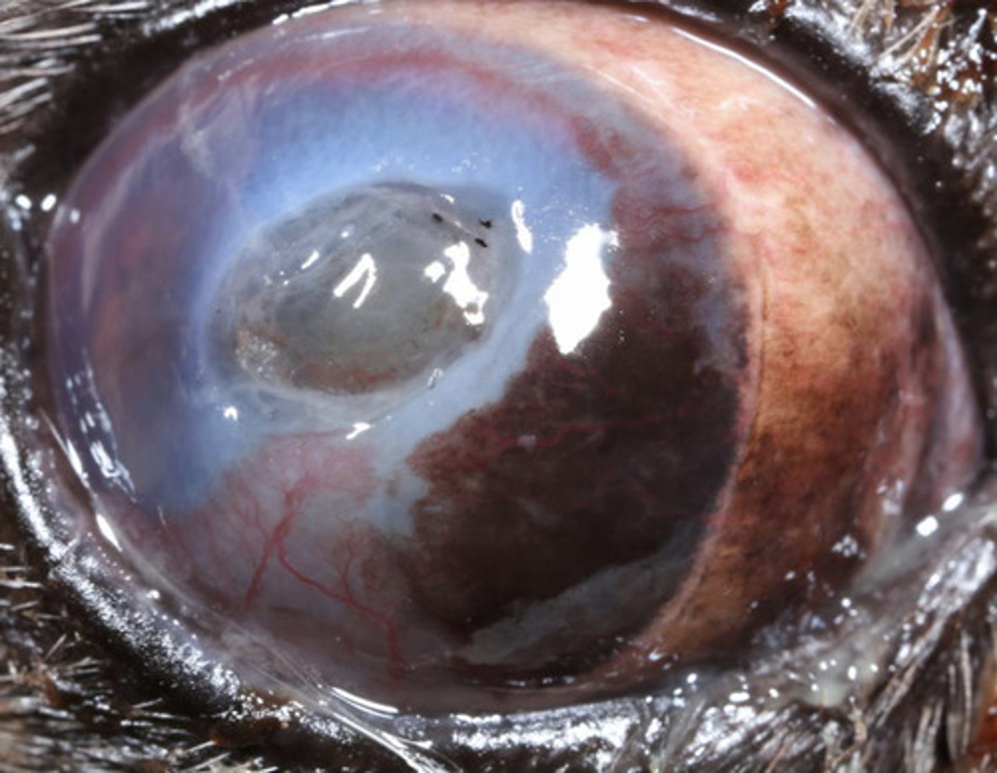 <p>What is the treatment for iris prolapse?</p>