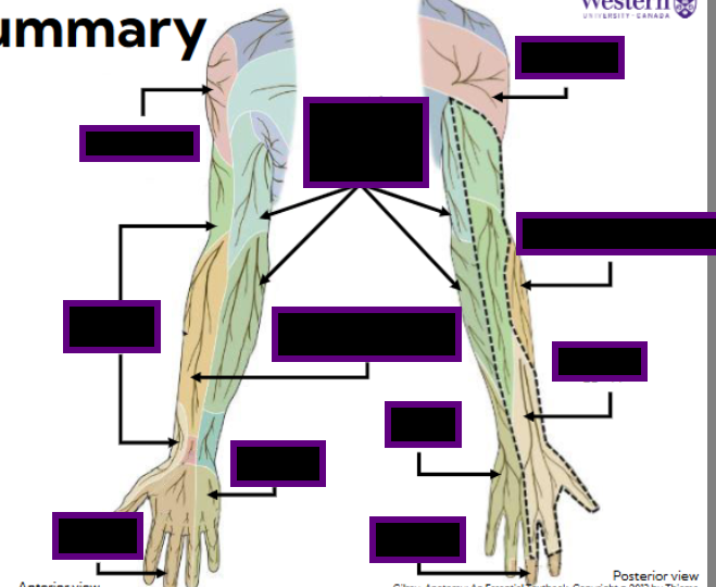 <p>Nerve map</p>