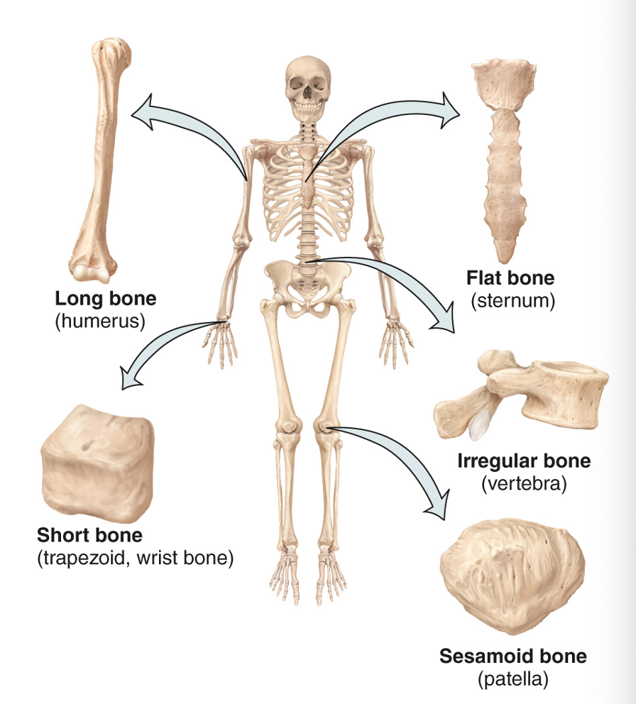 <p>long (greater length than width, i.e. humerus), short (cube-shaped, i.e. trapezoid, wrist bone), flat (thin layers of parallel plates, i.e. sternum ), irregular (complex shapes, i.e. vertebra), sesamoid (shaped like a sesame seed, i.e patella)</p>