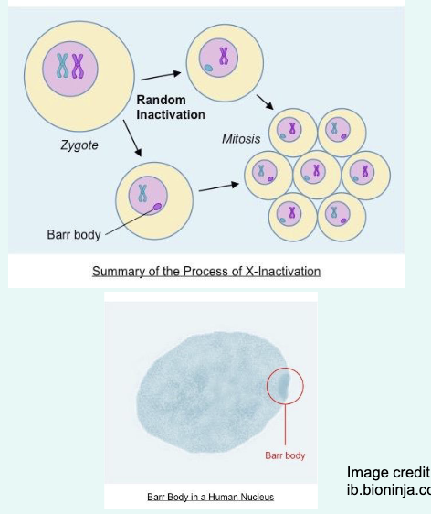 <p>» Each female carries one X chromosome from each parent (X<sub>m</sub> and X<sub>p</sub>).</p><p>» (The male, by definition, carries only one from his mother)-yeah cos only has one X right.</p><p>» During embryonal development, one of each X chromosomes is randomly inactivated in female cells (“<strong>Lyonisation</strong>”), so that half of them have an active Xm chromosome and half an active Xp chromosome.</p><p>» This means that only the genes of one X chromosome are expressed in each cell, just as in males (dosage compensation).</p><p>» The inactive X chromosome in a female somatic cells known as a <strong>Barr</strong> body.</p><p>» All cells derived from those embryonal cells will have the same X chromosome inactivated forming a mosaic like pattern.</p>
