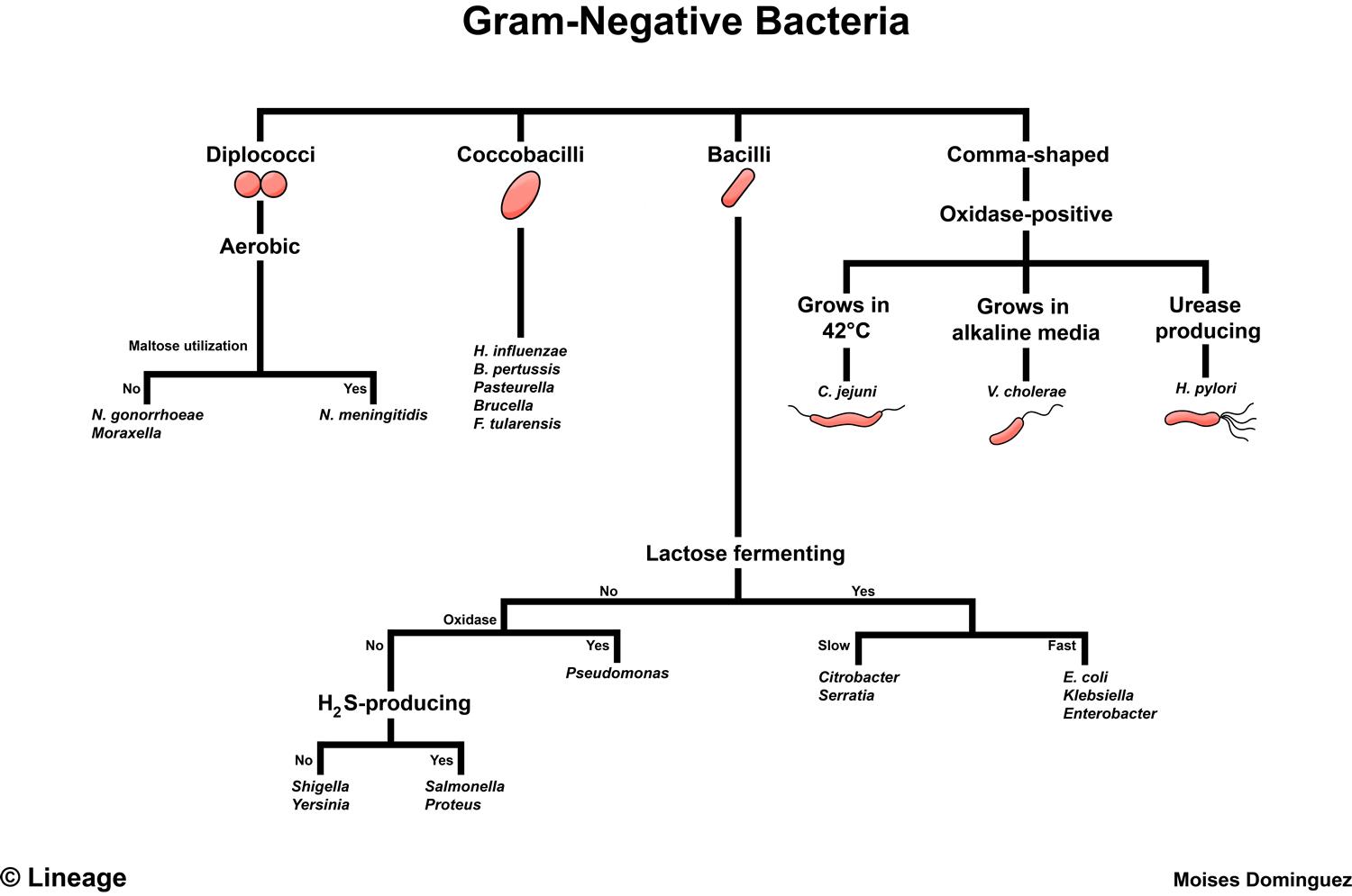 <p>It is a <strong>Gram-negative bacillus</strong>, facultative anaerobe, and urease-positive.</p>