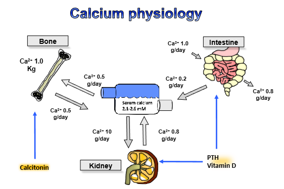 <ol><li><p>about a gram a day is taken in, about 0.8 grams are lost</p></li><li><p>0.2 grams go to serum</p></li><li><p>within the serum, can turn into bone ( ½&nbsp; a gram liberated from bone a day, ½ a gram taken up- homeostasis)</p></li><li><p>lose 1 gram/day in urine, then 0.8 grams reabsorbed from kidneys&nbsp;</p></li></ol><p></p>