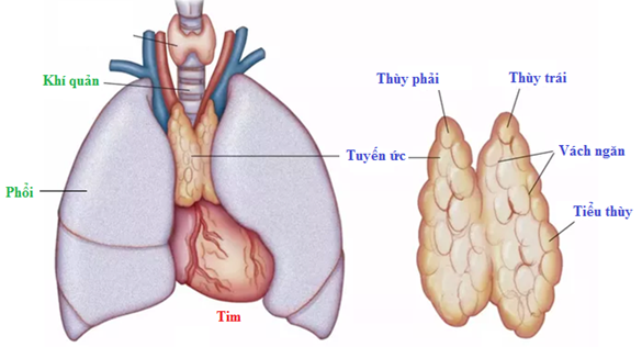 <p>D. Tuyến ức</p>
