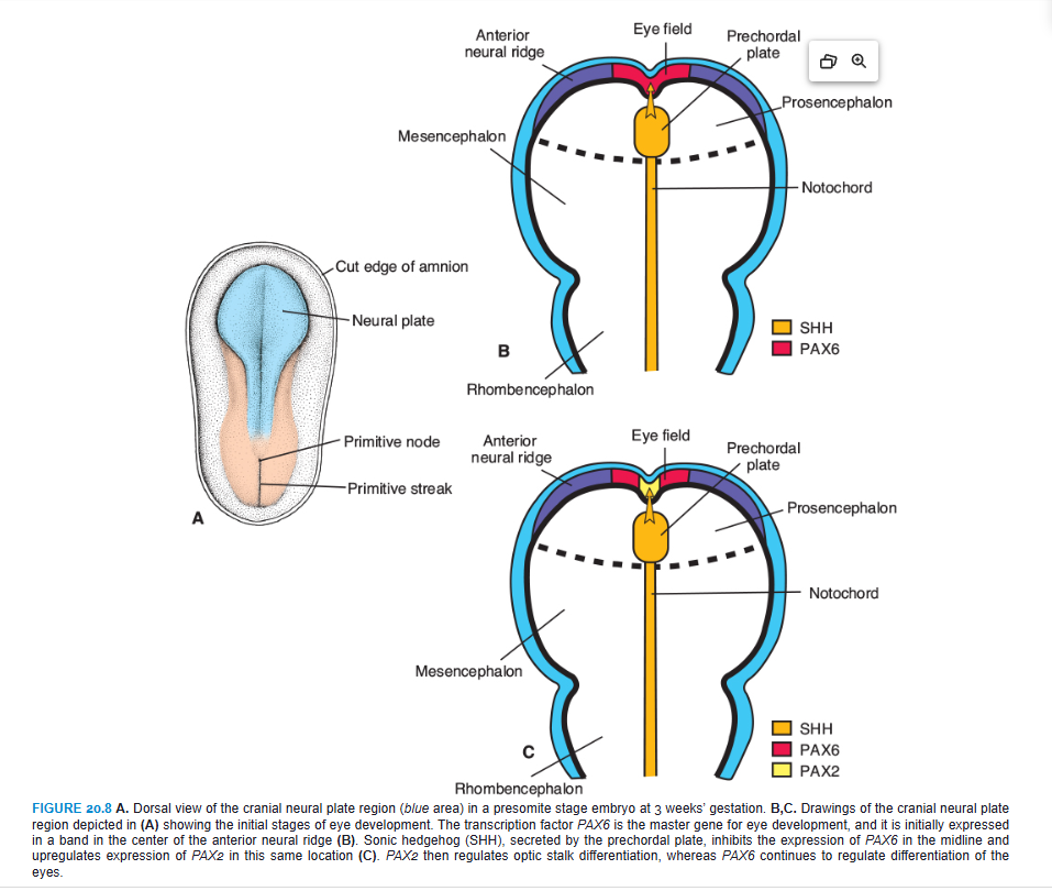 <p> MOLECULAR REGULATION OF EYE DEVELOPMENT</p><p>PAX6 is the key regulatory gene for eye development. It is a member of the PAX (paired box) family of transcription factors and contains two DNA-binding motifs that include a paired domain and a paired-type homeodomain. Initially, this transcription factor is expressed in a band in the anterior neural ridge of the neural plate before neurulation begins (Fig. 20.8A,B; see also Fig. 18.32). At this stage, there is a single eye field that later separates into two optic primordia (Fig. 20.8B). The signal for separation of this field is SONIC HEDGEHOG (SHH) expressed in the prechordal plate. SHH expression upregulates PAX2 in the center of the eye field and downregulates PAX6 (Fig. 20.8C). Later, this pattern is maintained so that PAX2 is expressed in the optic stalks and PAX6 is expressed in the optic cup and overlying surface ectoderm that forms the lens. As development proceeds, it appears that PAX6 is not essential for optic cup formation. Instead, this process is regulated by interactive signals between the optic vesicle and surrounding mesenchyme and the overlying surface ectoderm in the lens-forming region (Fig. 20.9). Thus, fibroblast growth factors (FGFs) from the surface ectoderm promote differentiation of the neural (inner layer) retina, whereas transforming growth factor β (TGF-β), secreted by surrounding mesenchyme, directs formation of the pigmented (outer) retinal layer. Downstream from these gene products, the transcription factors MITF and CHX10 are expressed and direct differentiation of the pigmented and neural layer, respectively (Fig. 20.9). Thus, the lens ectoderm is essential for proper formation of the optic cup, such that without a lens placode, no cup invagination occurs.</p><p>Differentiation of the lens depends on PAX6, although the gene is not responsible for inductive activity by the optic vesicle. Instead, PAX6 acts in the surface ectoderm to regulate lens development (Fig. 20.9C). This expression upregulates the transcription factor SOX2 and also maintains PAX6 expression in the prospective lens ectoderm. In turn, the optic vesicle secretes BMP4, which also upregulates and maintains SOX2 expression as well as expression of LMAF, another transcription factor (Fig. 20.9C). Next, the expression of two homeobox genes, SIX3 and PROX1, is regulated by PAX6. The combined expression of PAX6, SOX2, and LMAF initiates expression of genes responsible for lens crystallin formation, including PROX1. SIX3 also acts as a regulator of crystallin production by inhibiting the crystallin gene. Finally, PAX6, acting through FOX3, regulates cell proliferation in the lens.</p>