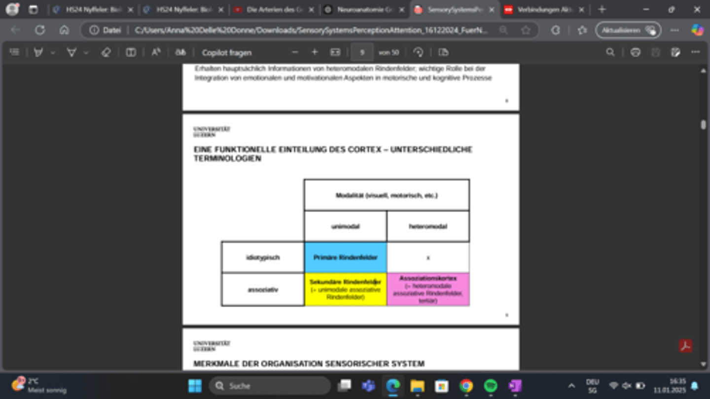 <p>Assoziationskortex</p>