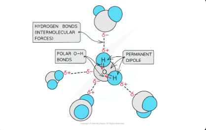<p>hydrogen bonds in water molecules </p>