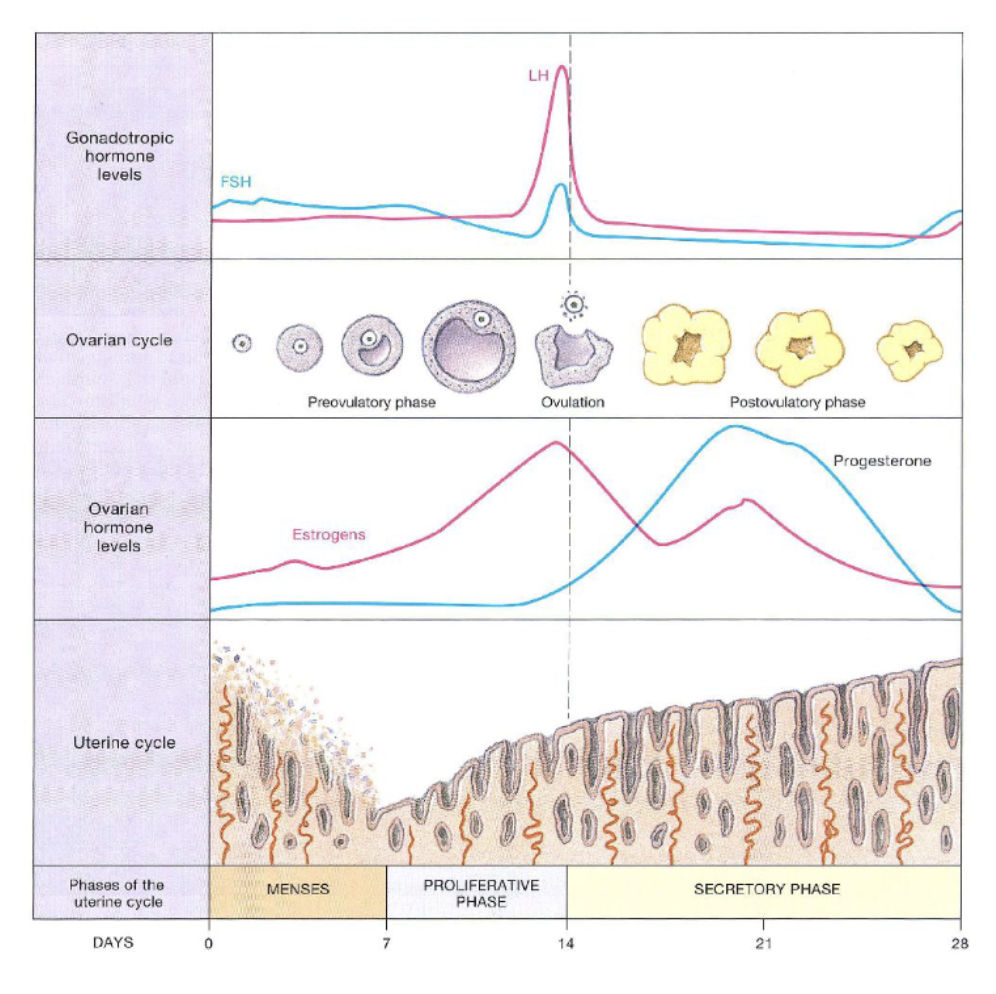 <ul><li><p><span style="background-color: transparent;"><span>uterine phases are closely coordinated with phases of ovarian cycle</span></span></p></li><li><p><span style="background-color: transparent;"><span>at puberty, pituitary gland releases follicle stimulating hormone (FSH) and luteinizing hormone (LH) to initiate ovarian cycle</span></span></p></li><li><p><span style="background-color: transparent;"><span>FSH and LH initiate changes in the ovaries during oogenesis</span></span></p></li><li><p><span style="background-color: transparent;"><span>FSH stimulates growth of primordial follicles</span></span></p></li><li><p><span style="background-color: transparent;"><span>cells in follicles release estrogen to rebuild functional layer of endometrium</span></span></p></li><li><p><span style="background-color: transparent;"><span>LH increases fluid and pressure in tertiary follicle until rupture (ovulation)</span></span></p></li><li><p><span style="background-color: transparent;"><span>corpus luteum releases estrogen and progesterone to prepare endometrium for implantation</span></span></p></li></ul><p></p>