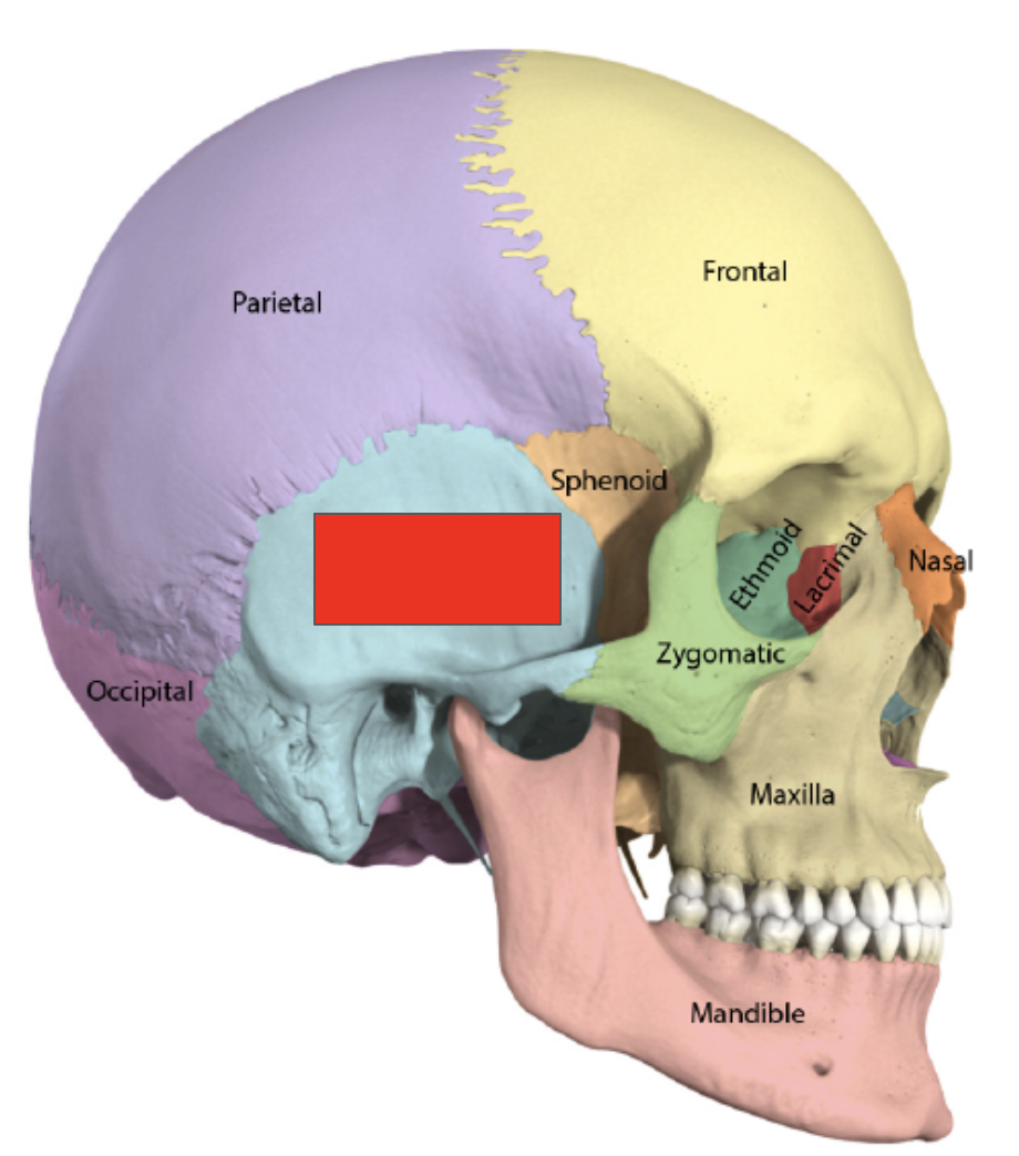 <p>Name the covered bone</p>