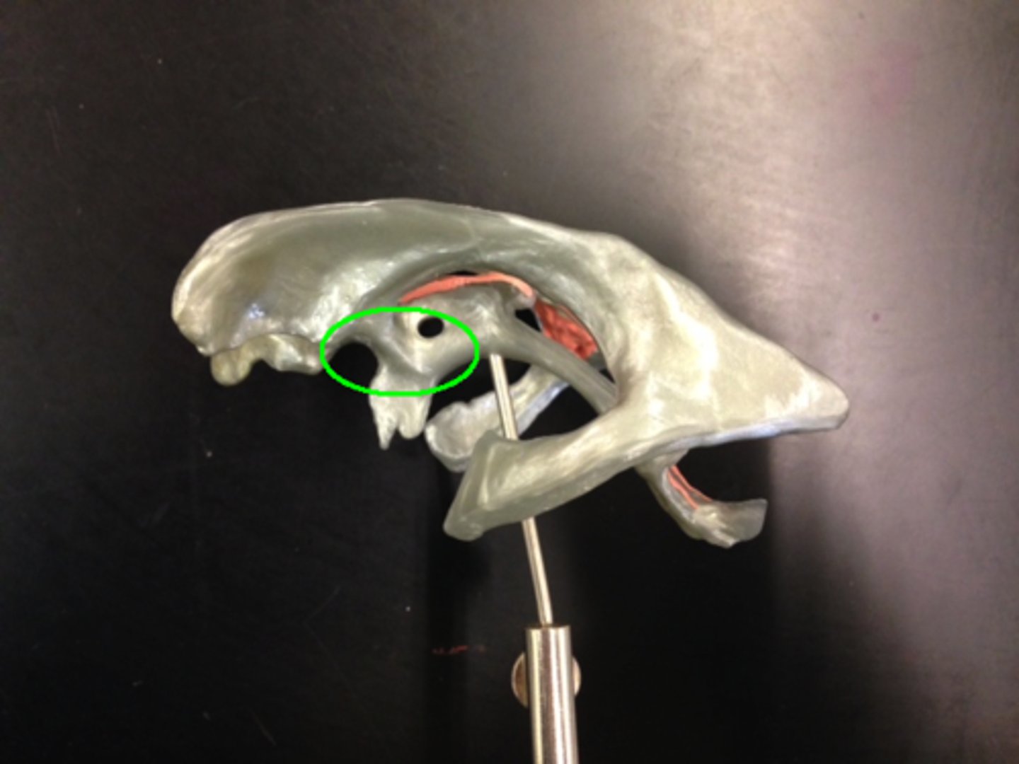 <p>-Tiny pore that connects to third ventricle</p>