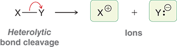 <ul><li><p>breaks a bond unevenly, with both electrons going to one of the atoms</p><ul><li><p>it is illustrated with a traditional, two headed curved arrow, generating ions</p></li></ul></li></ul><p></p>