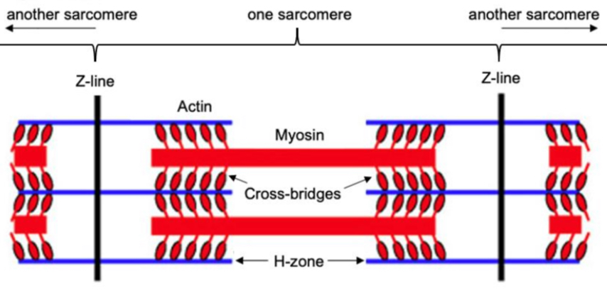 <p><strong>Comprises the unit between the two Z lines and makes up the functional unit of a muscle fibre</strong></p><ul><li><p>actin and myosin → contractile filaments which change the length of the sarcomere</p></li></ul>
