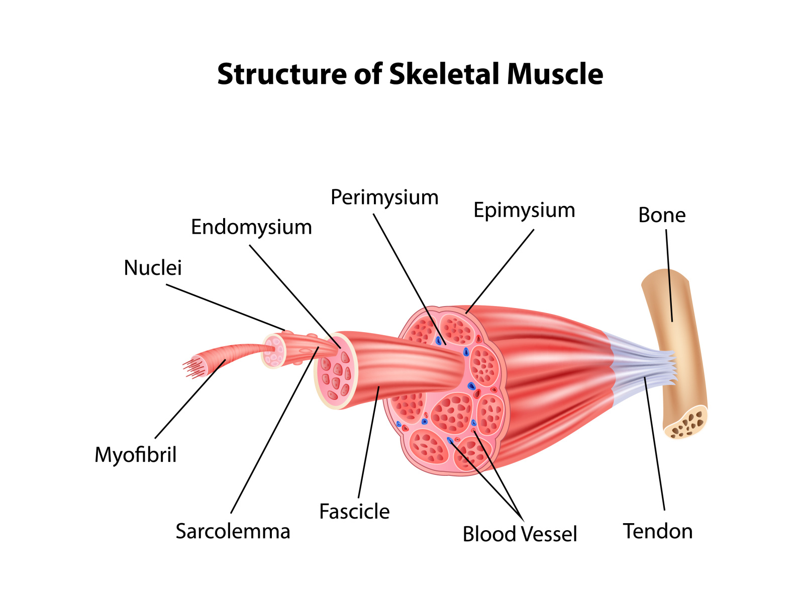 <p>A type of muscle that produces skeletal movement and is voluntary aka we can control.</p>