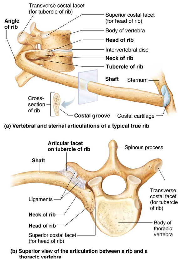 <ul><li><p>Main parts:</p><ul><li><p><strong>Shaft</strong>: flat bone, most of rib</p></li><li><p><strong>Head</strong>: articulates with facets on 2 adjacent vertebrae</p></li><li><p><strong>Neck</strong>: constricted portion beyond head</p></li><li><p><strong>Tubercle</strong>: knoblike structure later to neck</p></li></ul></li></ul><p></p>