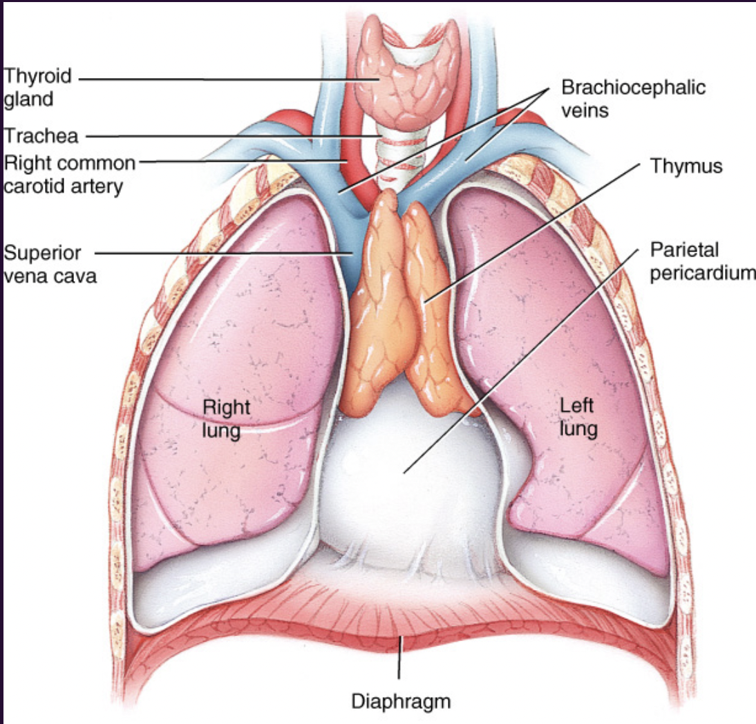 <p>Thymic Involution- Shrinking of the thymus gland with age due to sex hormones (starts with puberty)</p><p><span style="color: rgb(252, 252, 252)">Outer Cortex- uneducated<br>immune cells —these cells die<br>and atrophy eventually<br>Inner Medulla- educated<br>immune cells recognize self<br>and non-self</span></p><p><span style="color: rgb(252, 252, 252)">-the educated survive</span></p>