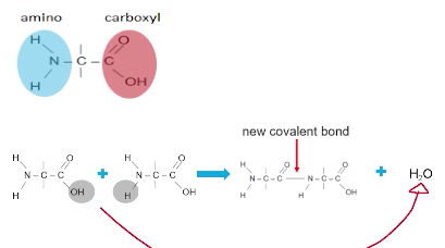 <p>A Protein monomers are called amino acids. And each amino acid has an amino group (NH2) terminus and a carboxyl group (COOH) terminus.</p><p>A hydroxide (OH) is lost from the carboxyl group of one amino acid and a hydrogen atom is lost from the amino group of another amino acid. </p><p>A covalent bond will form between the monomers in the location where the hydroxide and hydrogen atom were removed</p><p>The hydroxide (OH) and hydrogen atom (H) will join forming a water molecule (H2O).</p>