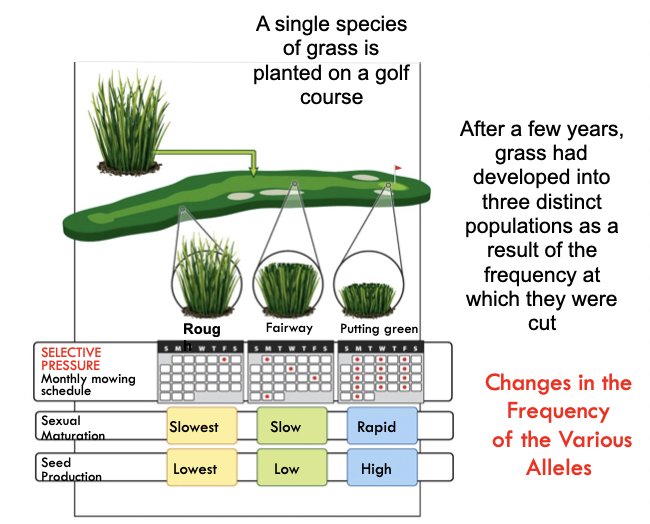 <p>Multigenerational experiments show evolution in progress</p>