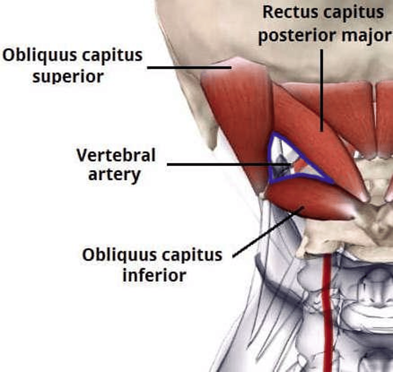 <p>Arises on left at T9-T12; supplies spinal cord from T8 to conus medullaris.</p>