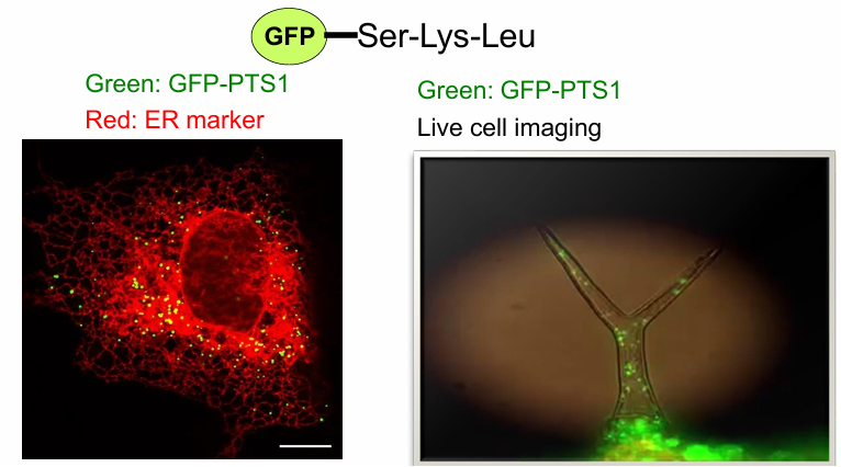 <ul><li><p>GFP: Green fluorescent protein found in jellyfish&nbsp;</p></li><li><p>It’s a cytosolic protein&nbsp;</p></li><li><p>When modified with PTS1 sequence, it moves to the peroxisome as well&nbsp;</p></li><li><p>This is also shown in the tip of Arabidopsis plant&nbsp;</p><ul><li><p>GFP-PTS1 found in peroxisomes as they move within the root tip cells&nbsp;</p></li></ul></li><li><p>Conclusion: Yes, sufficient once again!</p></li></ul><p></p>