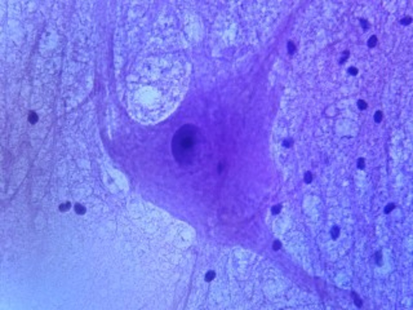 <p>supportive cells to neural cells</p><p>many appear as small cells located near neurons</p><p>several types:</p><p>oliglodendrocyts-produce myelin</p><p>microaglia-phagocytic-found in nervous tissue</p><p>astrocytes (most numerous)-growth &amp; repair of neurons</p><p>some cells surround the axon of a neuron</p><p>some cells attach parallel nerves together</p><p>some cells are located between different nerves</p><p>function: provide protection for the neuron and or nervous system</p>