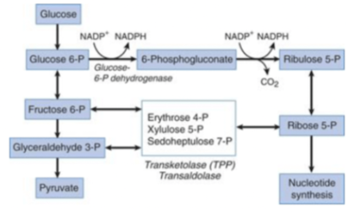 <p>Important set of reaction that generates NADH and pentoses</p><p>- links glycolysis (and cellular respiration) with nucleotide synthesis</p>
